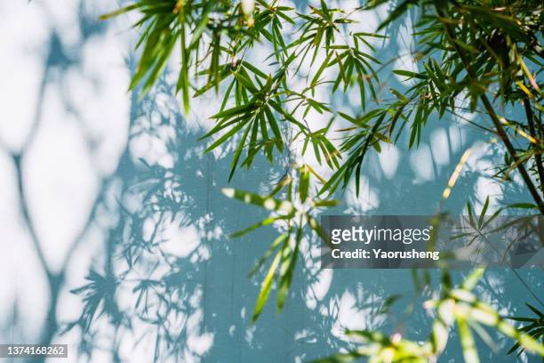 bamboo forest - bamboo leaf stock pictures, royalty-free photos & images