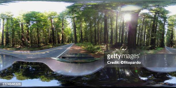 driving through and below a redwood tree in the redwoods national and state parks - 360 fotografías e imágenes de stock