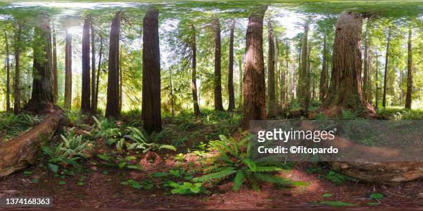 redwood trees from below in the redwoods state and national parks - 360 stock-fotos und bilder