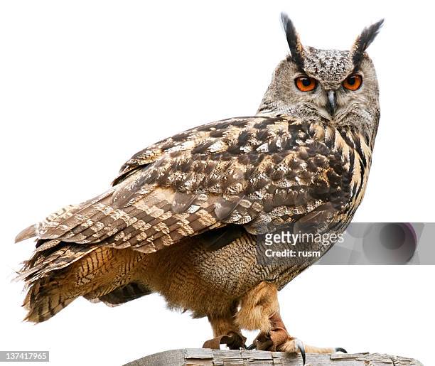 eagle owl auf weißem hintergrund - eule stock-fotos und bilder