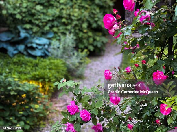 view of worn gravel path amid summer garden in bloom - englische garten stock-fotos und bilder