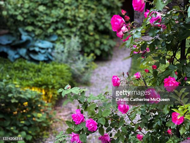 view of worn gravel path amid summer garden in bloom - english garden stock pictures, royalty-free photos & images