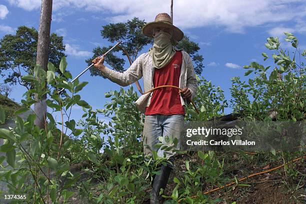 An unidentified farmer sprays pesticide onto his coca plantation August 31, 2002 in La Hormiga, Colombia. Several farmers in the area have lost their...