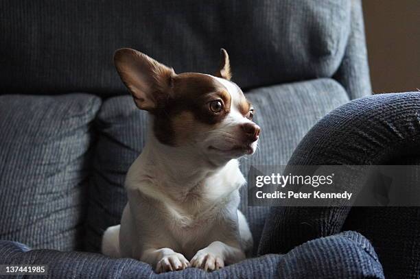 lost in thought - chihuahua stock-fotos und bilder