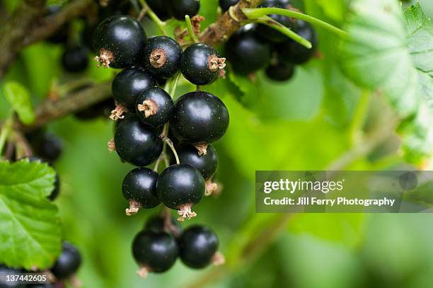 blackcurrants - black currant stockfoto's en -beelden