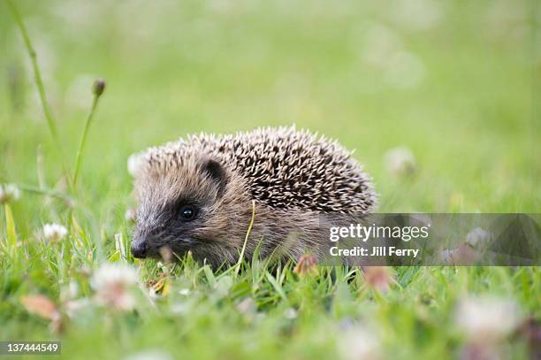 baby hedgehog - baby hedgehog stock pictures, royalty-free photos & images