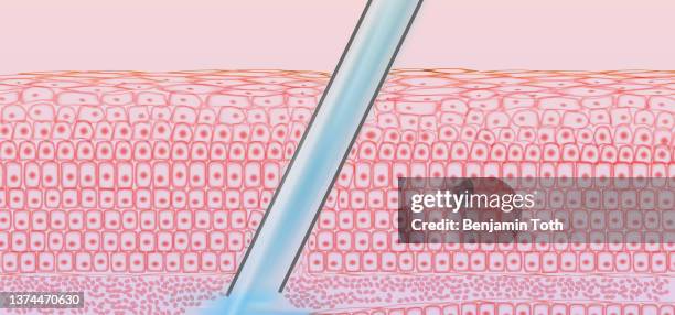 vaccine injection, needle in vein tissue cross section and red blood cells - skin cross section stock illustrations