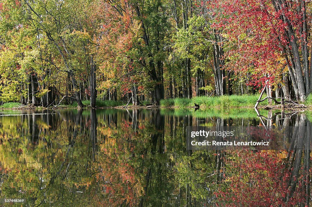 Autumn tree reflection in Beaver River