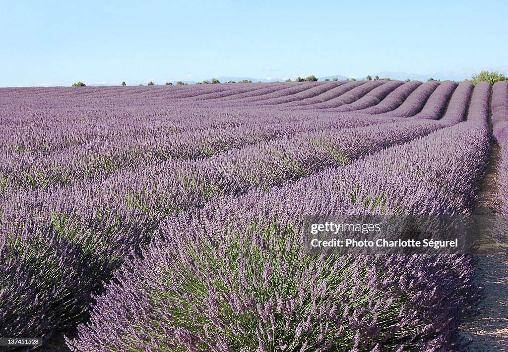 And Fuite - Valensole (Alpes de Haute-Provence)