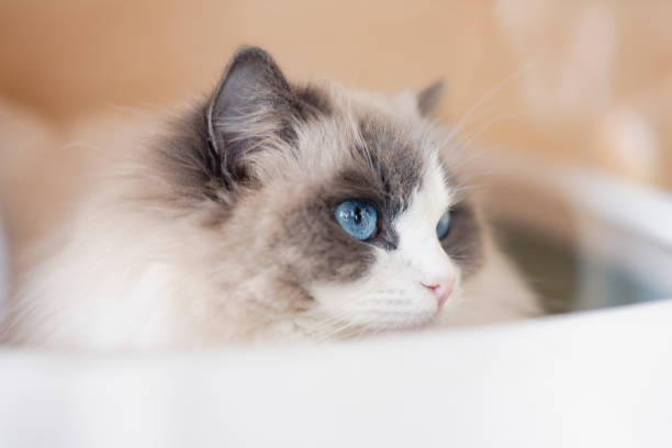 Frontal portrait of a cat with blue eyes