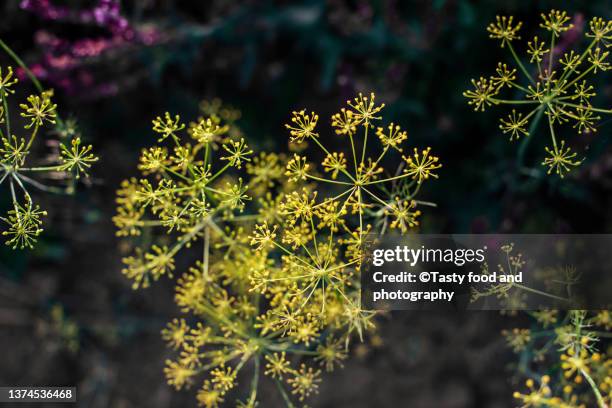 dill blooms in summer - dill stock-fotos und bilder