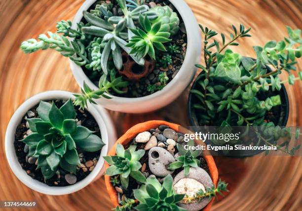 kitchen windowsill with home plants against window. - succulent plant fotografías e imágenes de stock