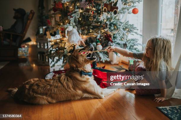 young girl playing with dog in front of christmas tree with wand - nashville christmas stock pictures, royalty-free photos & images