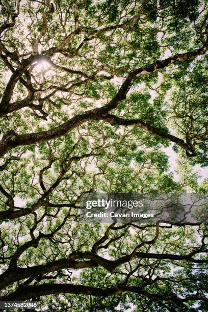Koe Tree Koa Tree Hawaii Photos and Premium High Res Pictures - Getty Images