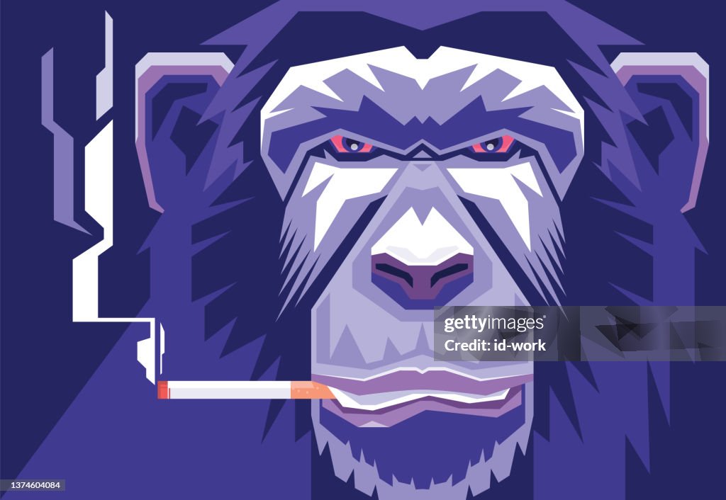 Chimpanzee smoking cigarette