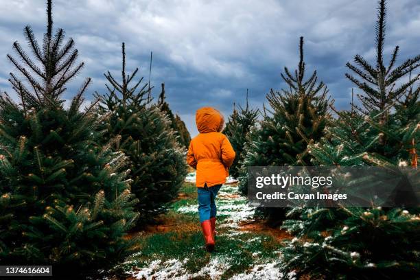 a child walking through a row of christmas trees on a farm - christmas tree farm fotografías e imágenes de stock