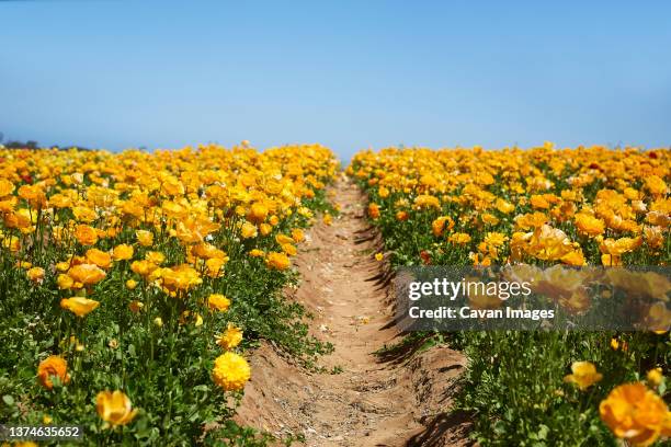 fields of ranunculus blooming in california - carlsbad california stockfoto's en -beelden