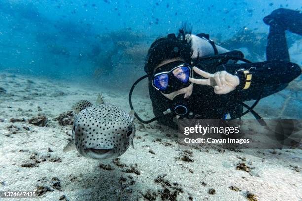 diver posing with porcupine fish close to koh tao - turtle island stock pictures, royalty-free photos & images