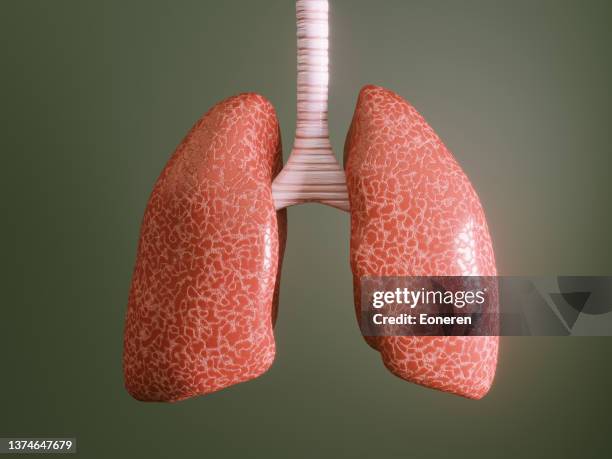 menschliche lunge - menschliche lunge stock-fotos und bilder