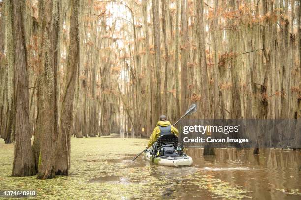 man paddling through cypress forest - caddo lake stock pictures, royalty-free photos & images