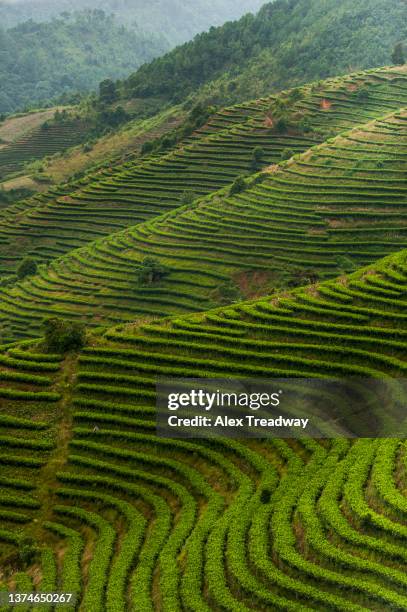 rows of pu'er tea bushes - yunnan province stock pictures, royalty-free photos & images
