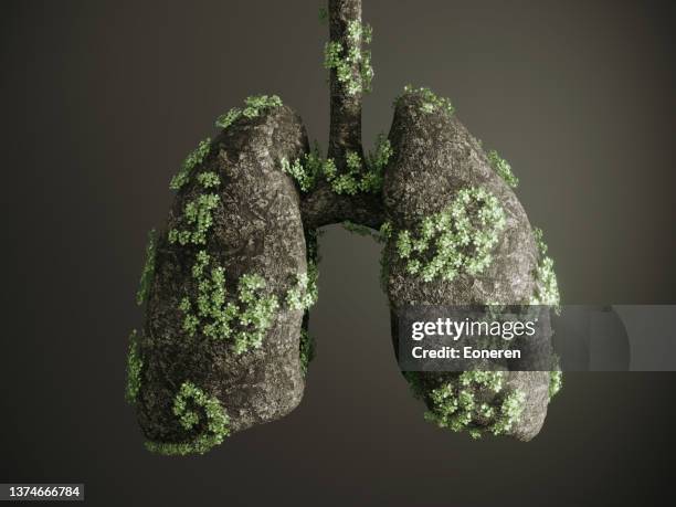 human lung tree - climate change health stock pictures, royalty-free photos & images