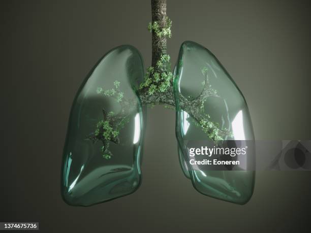 glass lung - human lung stock pictures, royalty-free photos & images