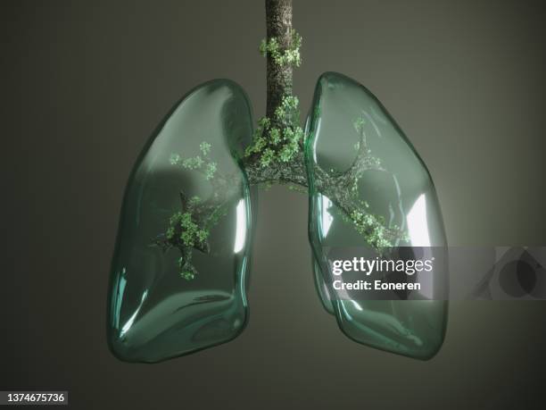 glass lung - lunga bildbanksfoton och bilder