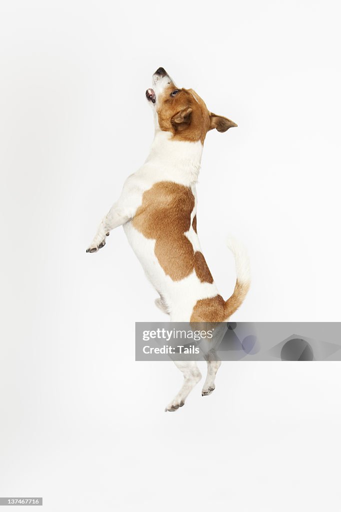 Jumping Jack Russel