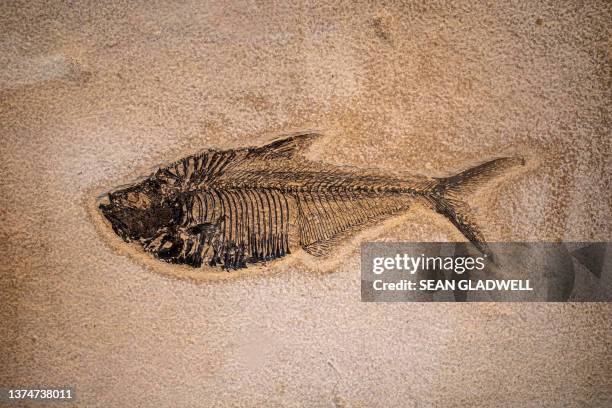 fish fossil - of dinosaur fossils photos et images de collection