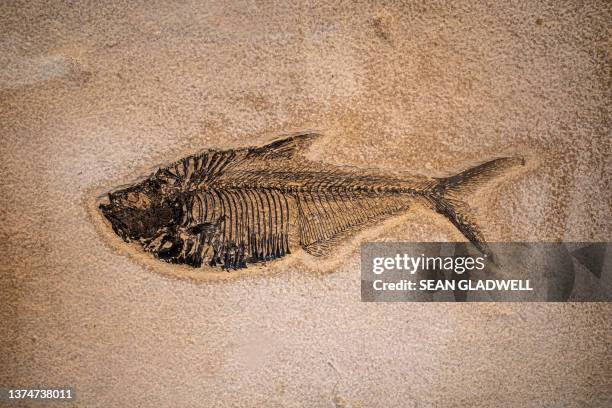 fish fossil - paleontology stock pictures, royalty-free photos & images