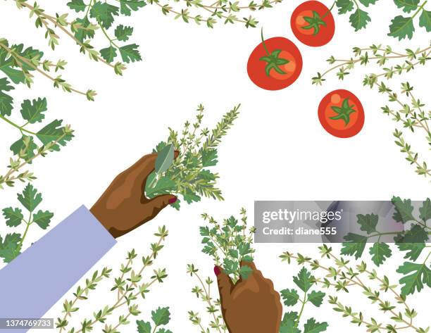 overhead view of hands sorting herbs on a transparent background - thyme isolated stock illustrations