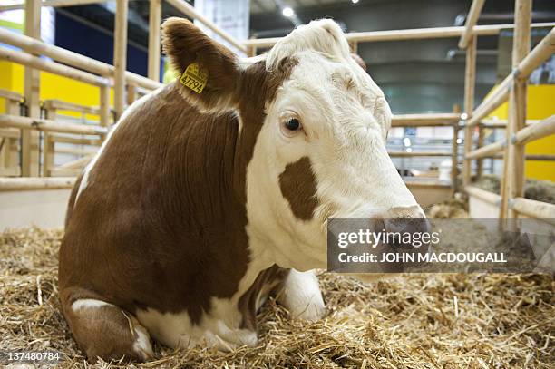 Fleckvieh Simmental cow sits in her enclosure at the so-called Green Week Agriculture and food Fair in Berlin on January 21, 2012. Romania is this...