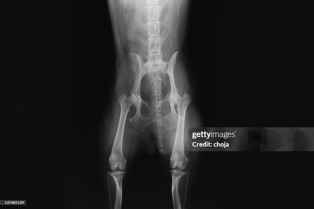 X-ray image of dog's Becken