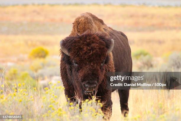 portrait of american bison standing on a field,syracuse,utah,united states,usa - amerikanischer bison stock-fotos und bilder