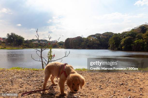 a golden retriever plays with a lake,brazil - brasil paisagens stock pictures, royalty-free photos & images