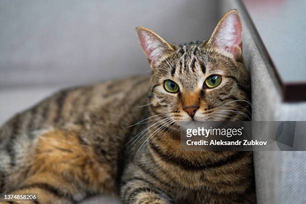 a domestic gray tabby cat with an orange nose lies on the couch and looks at the camera. - gatto soriano foto e immagini stock