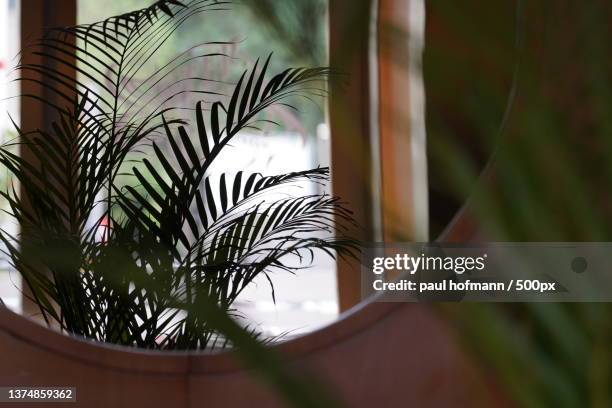 see you,close-up of potted plant by window,wien,austria - österreich durchblick stock-fotos und bilder