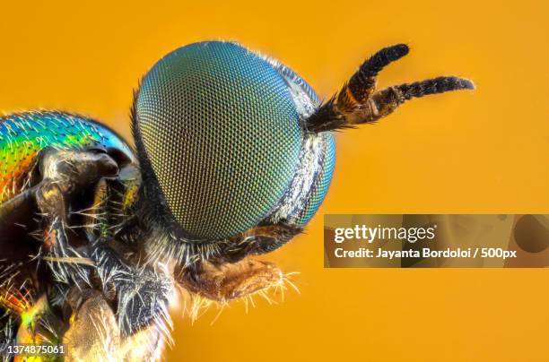 portrait of a tiny soldierfly insect against orange background,london,united kingdom,uk - facettenauge stock-fotos und bilder