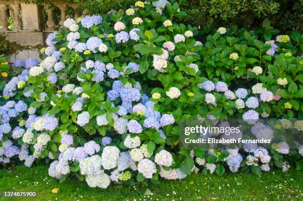 hydrangea flowers - アジサイ ストックフォトと画像