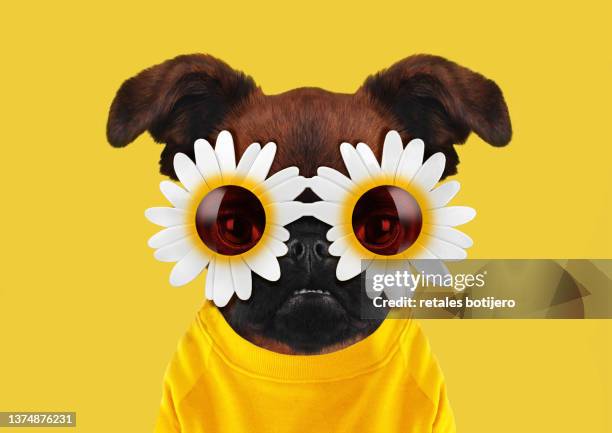 funny dog wearing flower sunglasses - sunglasses and puppies stock pictures, royalty-free photos & images