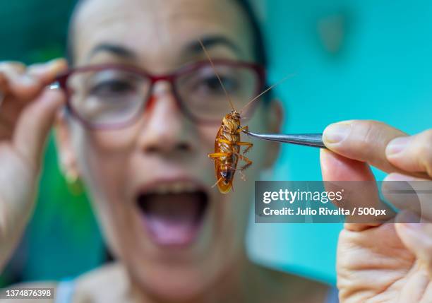 cockroach,close-up of woman holding dental equipment,santa clara,cuba - killing insects stock pictures, royalty-free photos & images