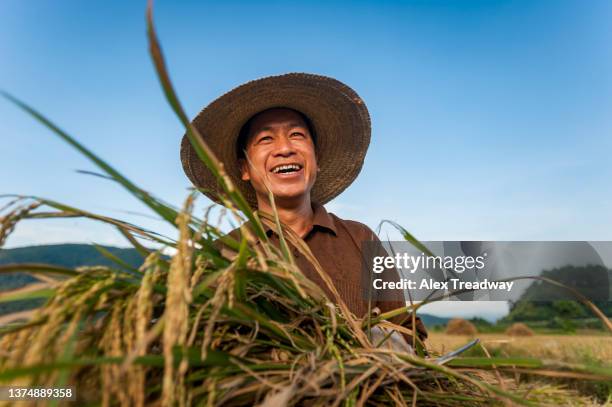 rice harvest - south china 個照片及圖片檔