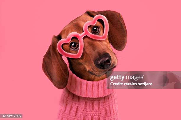 dog with glasses of pink heart - tax bildbanksfoton och bilder