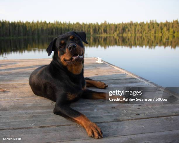 rottweiler dog lying on a dock on lake in summer smiling - rottweiler imagens e fotografias de stock