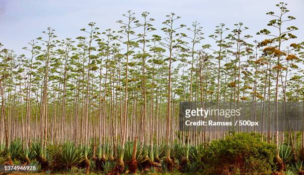 kenia plant,low angle view of flowering plants against sky - reizen stock pictures, royalty-free photos & images