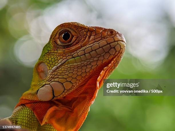 baby iguana,close-up of iguana - iguana family stock-fotos und bilder