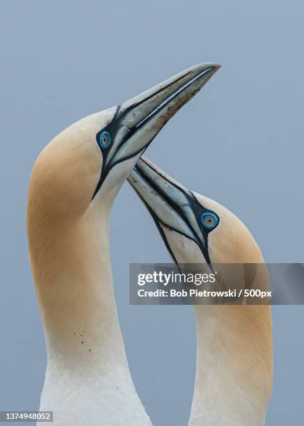 gannet love,low angle view of birds against clear sky,bass rock,united kingdom,uk - gannet stock pictures, royalty-free photos & images