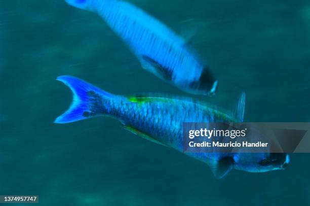 creole wrasse, clepticus parrae - creole wrasse stock pictures, royalty-free photos & images