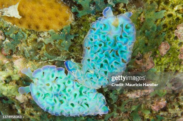 lettuce sea slug, tridachia crispata - lettuce sea slug stock pictures, royalty-free photos & images